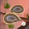 agaat geode half druze kristallen Edelstenen Pure cacao webshop agaat geode half druze kristallen Edelstenen Pure cacao webshop