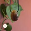Engeltje agaat geslepen Edelstenen Pure cacao webshop Engeltje agaat geslepen Edelstenen Pure cacao webshop