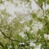 Lente - Yoga nidra