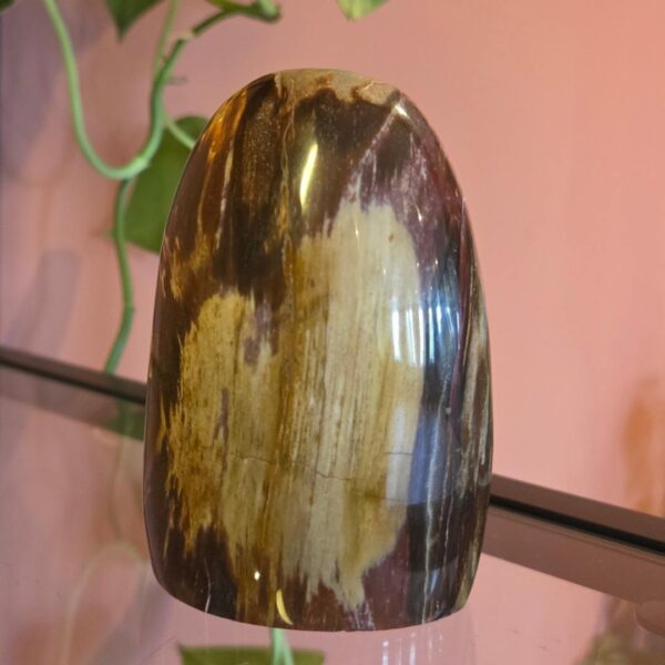 versteend hout interieur stuk kristallen Edelstenen Pure cacao webshopversteend hout interieur stuk kristallen Edelstenen Pure cacao webshop versteend hout interieur stuk kristallen Edelstenen Pure cacao webshopversteend hout interieur stuk kristallen Edelstenen Pure cacao webshop