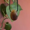 Engeltje agaat geslepen Edelstenen Pure cacao webshop Engeltje agaat geslepen Edelstenen Pure cacao webshop